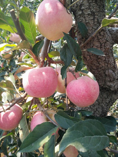 天津批发红星苹果位置种植红星苹果批发价格