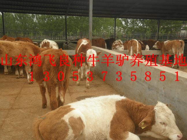 引种肉牛犊注意什么及利润怎么样