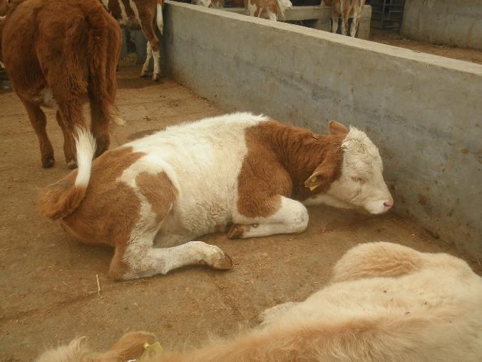 泰州养殖肉牛选什么品种肉牛犊