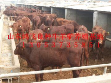 扬州肉牛养殖选什么品种肉牛犊