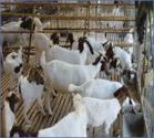 阳泉波尔山羊年价格交易市场波尔山羊养殖行情