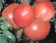 毛粉西红柿