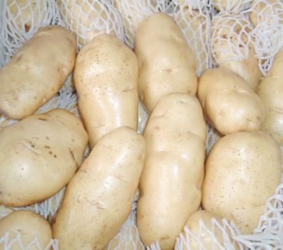 荷兰土豆
