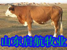 甘肃安西哪里有卖牛的肉牛犊饲养管理