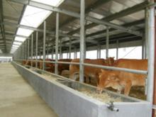 新安县肉牛犊短期育肥方法