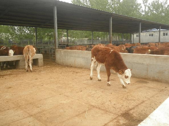 石家庄肉牛犊价格