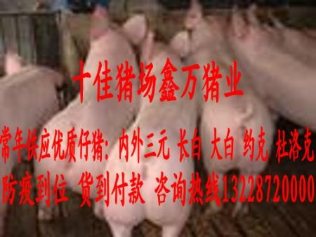 凤阳仔猪价格 养殖 商业 价格