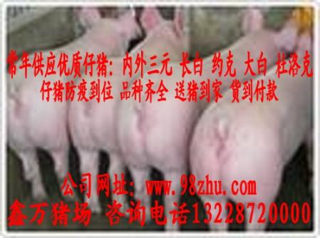 安国仔猪价格 新品 养殖 推荐