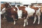 小牛犊信息-肉牛养殖肉牛养殖规模