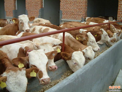 肉牛养殖发展 肉牛波尔山羊农村养殖业 购牛羊送技术扶贫政策到农家