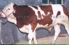 牛的市场价格湖南肉牛养殖2009肉牛行情好的优质肉牛品种 肉牛品种图片