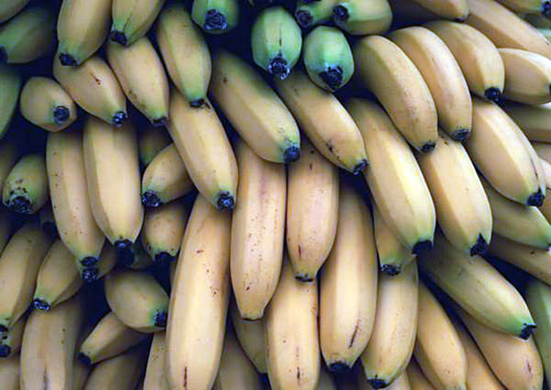 进口香蕉1