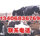 肉羊肉牛养殖技术北京肉牛养殖基地