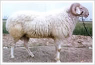 为羊场 养种羊基地提供养波尔山羊小尾寒