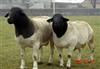 南非系杜波绵羊-绵羊羊羔种公羊-怀孕母羊