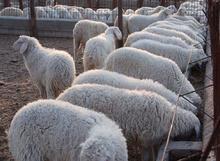 山西小尾寒羊养殖技术-大型养殖场
