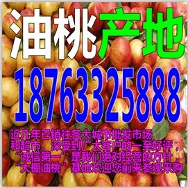 黑龙江今年大棚油桃上市了吗