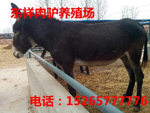 清远肉驴价格哪家好15265777776