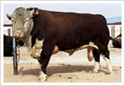 金融危机中的繁荣行业-肉牛的养殖