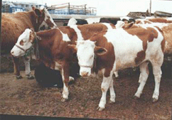 小肉牛犊的育肥方法 小肉牛犊的品种图片