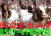 安徽河南肉牛养殖场公司新疆肉牛养殖场甘肃肉牛养殖场