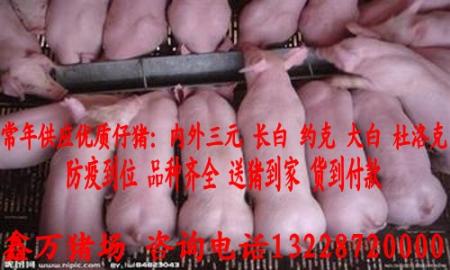 北京仔猪价格 厂家 指导 价格