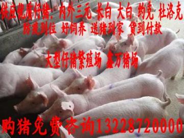 禹州仔猪价格 助农 养殖 价格