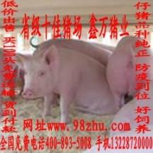汶南仔猪价格 新品 养殖 推荐