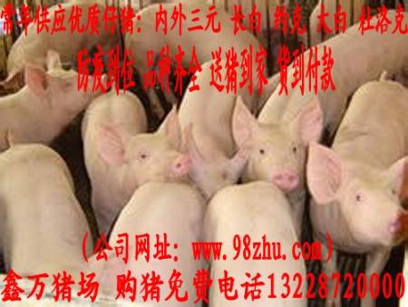 汾阳仔猪价格 养殖 商业 价格
