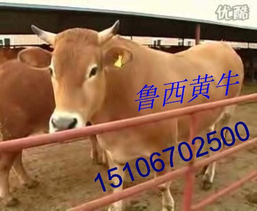 山东鲁西大黄牛养殖场-15106702500