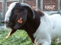 养殖肉牛利润效益分析波尔山羊养殖与饲养山西肉牛养殖场