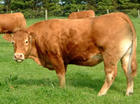黄肉牛快速养技术 养牛前景养牛效益