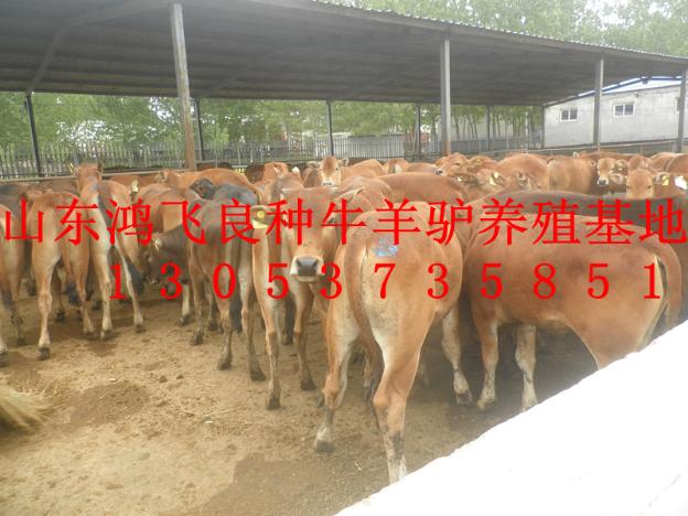 广东适合养殖什么肉牛品种