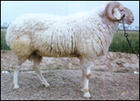 买牛羊跑三家不妨到鸿达肉羊肉牛养殖场牛羊任你选