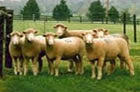 鸿达养殖场农村创业项目养殖肉羊 波尔山羊杂交肉羊