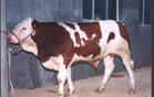 牛羊养殖基地 牛羊的种类 肉牛西门塔尔牛 鲁西黄牛种牛