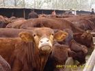 养殖利木赞牛效益好 利木赞牛品种肉牛价格