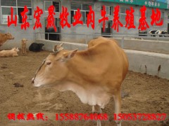 云南买肉牛马龙肉牛养殖成本  肉牛出售