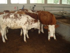 云南买肉牛保山肉牛养殖成本  肉牛出售