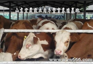 云南买肉牛新平肉牛养殖成本  肉牛出售