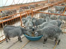 河南黑山羊价格黑山羊养殖技术