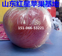 山东苹果基地双节苹果大促销 出售精美苹果礼品盒