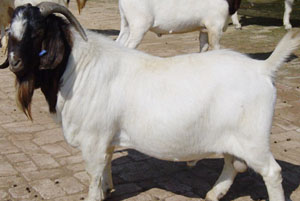 波尔山羊的价格 中国牛羊养殖网教您如何养殖肉牛 波尔山羊种羊价格