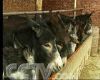东北小尾寒羊生产基地小尾寒羊的杂交改良山东梁山小尾寒羊价格德州驴肉馿养殖场