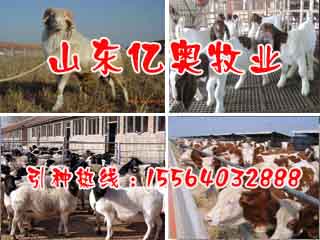 龙川县小尾寒羊种羊场