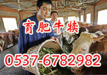 河北邯郸哪里有肉牛养殖场