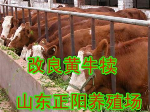 河南新乡哪里有肉牛养殖场