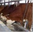 秸秆喂牛肉牛养殖技术肉牛价格波尔山羊养殖