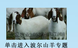 中国肉牛市场山东肉牛品种山东肉牛行情