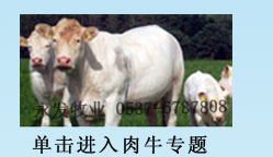 山东永发牛羊养殖繁育场-肉牛的生长周期-牛养殖协会